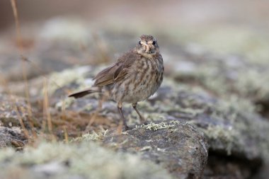 Avrupa Rock Pipit Anthus petrosus Brittany Sahili 'nde oturuyor ve besleniyor