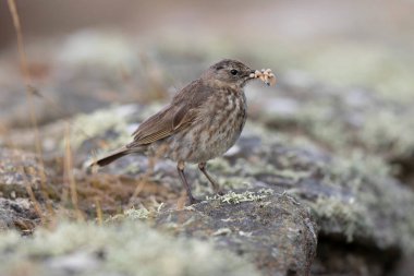 Avrupa Rock Pipit Anthus petrosus Brittany Sahili 'nde oturuyor ve besleniyor