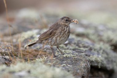 Avrupa Rock Pipit Anthus petrosus Brittany Sahili 'nde oturuyor ve besleniyor
