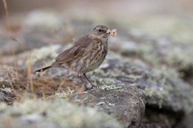 Avrupa Rock Pipit Anthus petrosus Brittany Sahili 'nde oturuyor ve besleniyor
