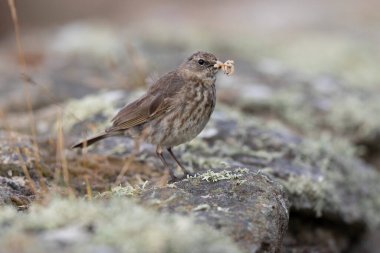 Avrupa Rock Pipit Anthus petrosus Brittany Sahili 'nde oturuyor ve besleniyor