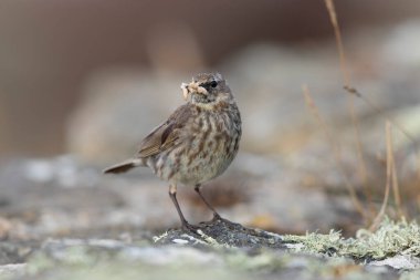 Avrupa Rock Pipit Anthus petrosus Brittany Sahili 'nde oturuyor ve besleniyor