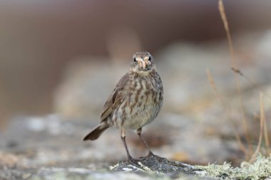 Avrupa Rock Pipit Anthus petrosus Brittany Sahili 'nde oturuyor ve besleniyor