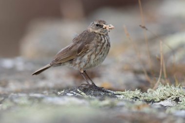Avrupa Rock Pipit Anthus petrosus Brittany Sahili 'nde oturuyor ve besleniyor