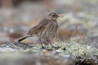 Avrupa Rock Pipit Anthus petrosus Brittany Sahili 'nde oturuyor ve besleniyor