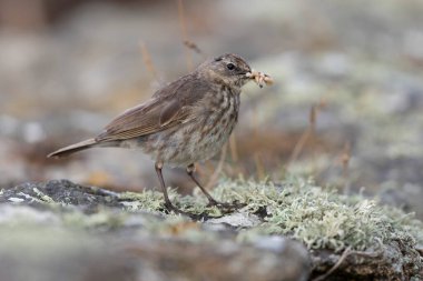 Avrupa Rock Pipit Anthus petrosus Brittany Sahili 'nde oturuyor ve besleniyor