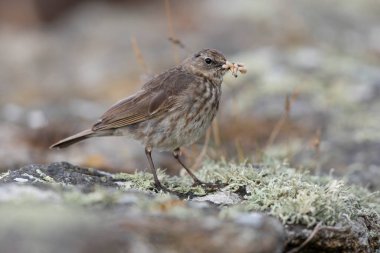 Avrupa Rock Pipit Anthus petrosus Brittany Sahili 'nde oturuyor ve besleniyor