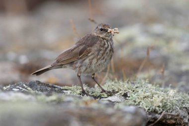 Avrupa Rock Pipit Anthus petrosus Brittany Sahili 'nde oturuyor ve besleniyor