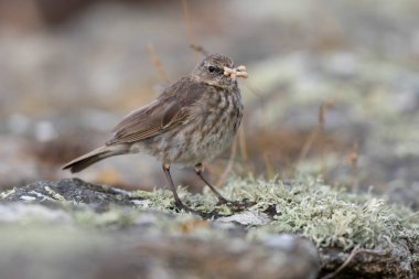 Avrupa Rock Pipit Anthus petrosus Brittany Sahili 'nde oturuyor ve besleniyor