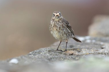 Avrupa Rock Pipit Anthus petrosus Brittany Sahili 'nde oturuyor ve besleniyor