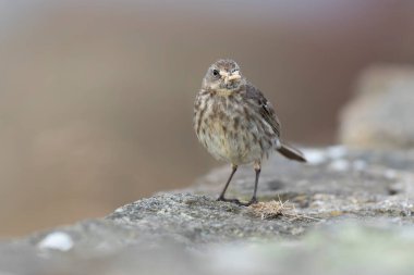 Avrupa Rock Pipit Anthus petrosus Brittany Sahili 'nde oturuyor ve besleniyor