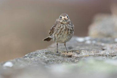 Avrupa Rock Pipit Anthus petrosus Brittany Sahili 'nde oturuyor ve besleniyor