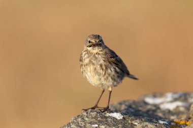 Avrupa Rock Pipit Anthus petrosus Brittany Sahili 'nde oturuyor ve besleniyor