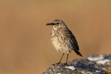 Avrupa Rock Pipit Anthus petrosus Brittany Sahili 'nde oturuyor ve besleniyor
