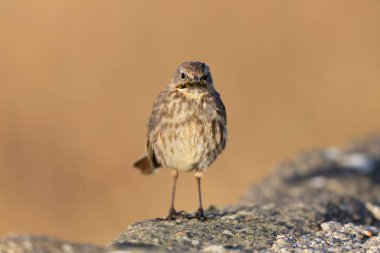 Avrupa Rock Pipit Anthus petrosus Brittany Sahili 'nde oturuyor ve besleniyor