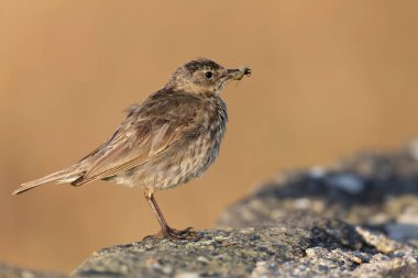 Avrupa Rock Pipit Anthus petrosus Brittany Sahili 'nde oturuyor ve besleniyor