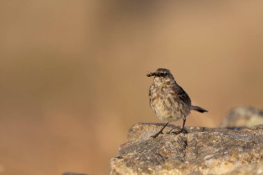 Avrupa Rock Pipit Anthus petrosus Brittany Sahili 'nde oturuyor ve besleniyor