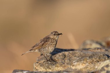 Avrupa Rock Pipit Anthus petrosus Brittany Sahili 'nde oturuyor ve besleniyor