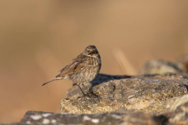Avrupa Rock Pipit Anthus petrosus Brittany Sahili 'nde oturuyor ve besleniyor