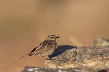 Avrupa Rock Pipit Anthus petrosus Brittany Sahili 'nde oturuyor ve besleniyor