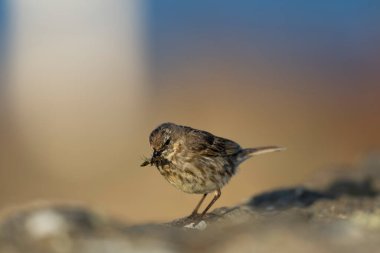 Avrupa Rock Pipit Anthus petrosus Brittany Sahili 'nde oturuyor ve besleniyor