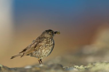 Avrupa Rock Pipit Anthus petrosus Brittany Sahili 'nde oturuyor ve besleniyor