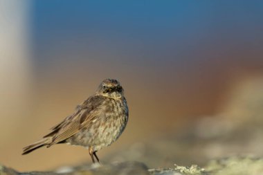 Avrupa Rock Pipit Anthus petrosus Brittany Sahili 'nde oturuyor ve besleniyor