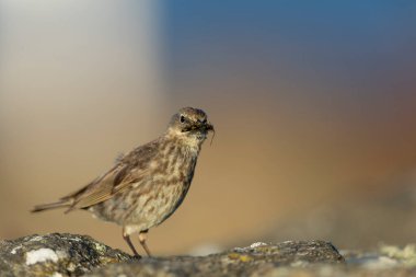 Avrupa Rock Pipit Anthus petrosus Brittany Sahili 'nde oturuyor ve besleniyor