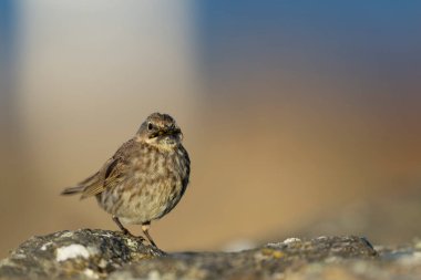 Avrupa Rock Pipit Anthus petrosus Brittany Sahili 'nde oturuyor ve besleniyor