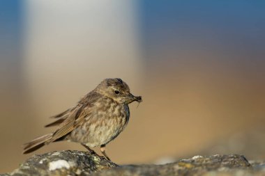 Avrupa Rock Pipit Anthus petrosus Brittany Sahili 'nde oturuyor ve besleniyor