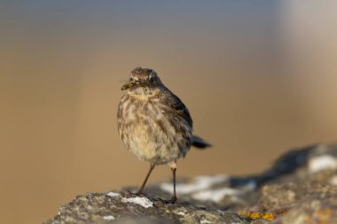 Avrupa Rock Pipit Anthus petrosus Brittany Sahili 'nde oturuyor ve besleniyor