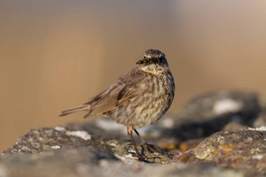 Avrupa Rock Pipit Anthus petrosus Brittany Sahili 'nde oturuyor ve besleniyor