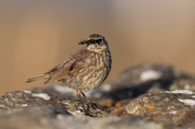 Avrupa Rock Pipit Anthus petrosus Brittany Sahili 'nde oturuyor ve besleniyor
