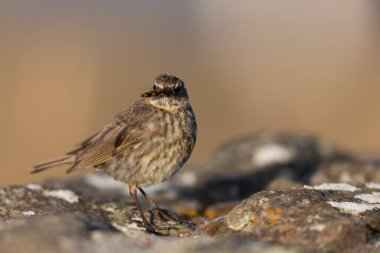 Avrupa Rock Pipit Anthus petrosus Brittany Sahili 'nde oturuyor ve besleniyor