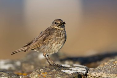 Avrupa Rock Pipit Anthus petrosus Brittany Sahili 'nde oturuyor ve besleniyor