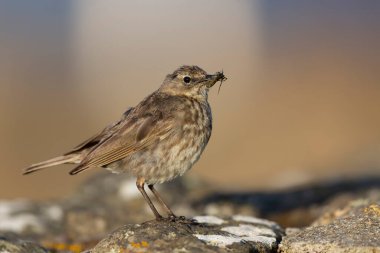 Avrupa Rock Pipit Anthus petrosus Brittany Sahili 'nde oturuyor ve besleniyor