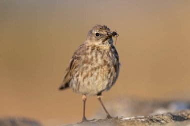 Avrupa Rock Pipit Anthus petrosus Brittany Sahili 'nde oturuyor ve besleniyor