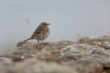 Avrupa Rock Pipit Anthus petrosus Brittany Sahili 'nde oturuyor ve besleniyor