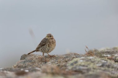 Avrupa Rock Pipit Anthus petrosus Brittany Sahili 'nde oturuyor ve besleniyor