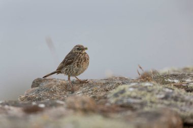 Avrupa Rock Pipit Anthus petrosus Brittany Sahili 'nde oturuyor ve besleniyor