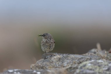 Avrupa Rock Pipit Anthus petrosus Brittany Sahili 'nde oturuyor ve besleniyor