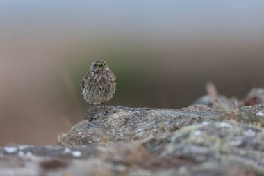 Avrupa Rock Pipit Anthus petrosus Brittany Sahili 'nde oturuyor ve besleniyor