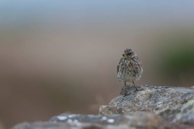 Avrupa Rock Pipit Anthus petrosus Brittany Sahili 'nde oturuyor ve besleniyor