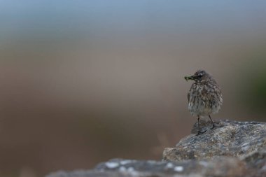 Avrupa Rock Pipit Anthus petrosus Brittany Sahili 'nde oturuyor ve besleniyor
