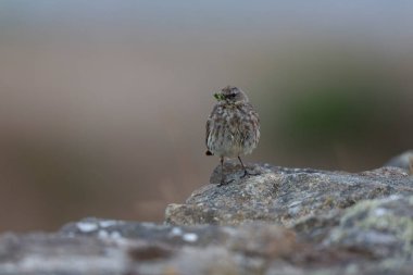 Avrupa Rock Pipit Anthus petrosus Brittany Sahili 'nde oturuyor ve besleniyor