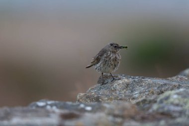 Avrupa Rock Pipit Anthus petrosus Brittany Sahili 'nde oturuyor ve besleniyor