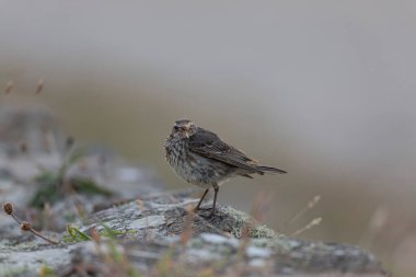 Avrupa Rock Pipit Anthus petrosus Brittany Sahili 'nde oturuyor ve besleniyor