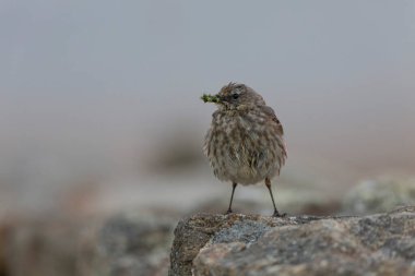Avrupa Rock Pipit Anthus petrosus Brittany Sahili 'nde oturuyor ve besleniyor