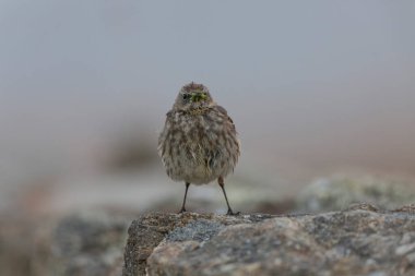 Avrupa Rock Pipit Anthus petrosus Brittany Sahili 'nde oturuyor ve besleniyor