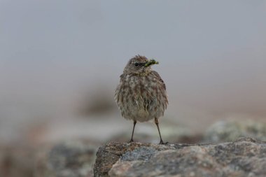 Avrupa Rock Pipit Anthus petrosus Brittany Sahili 'nde oturuyor ve besleniyor